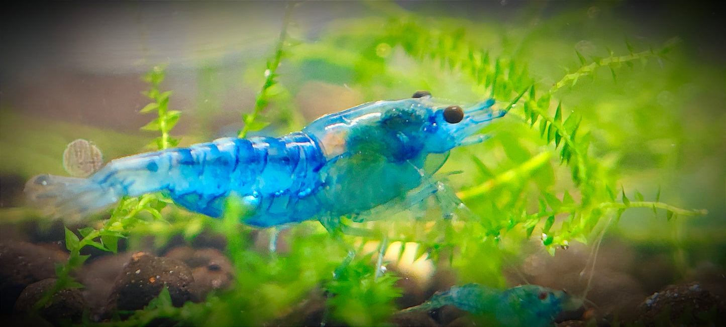 Blue Jelly Neocaridina 10+1 Pack
