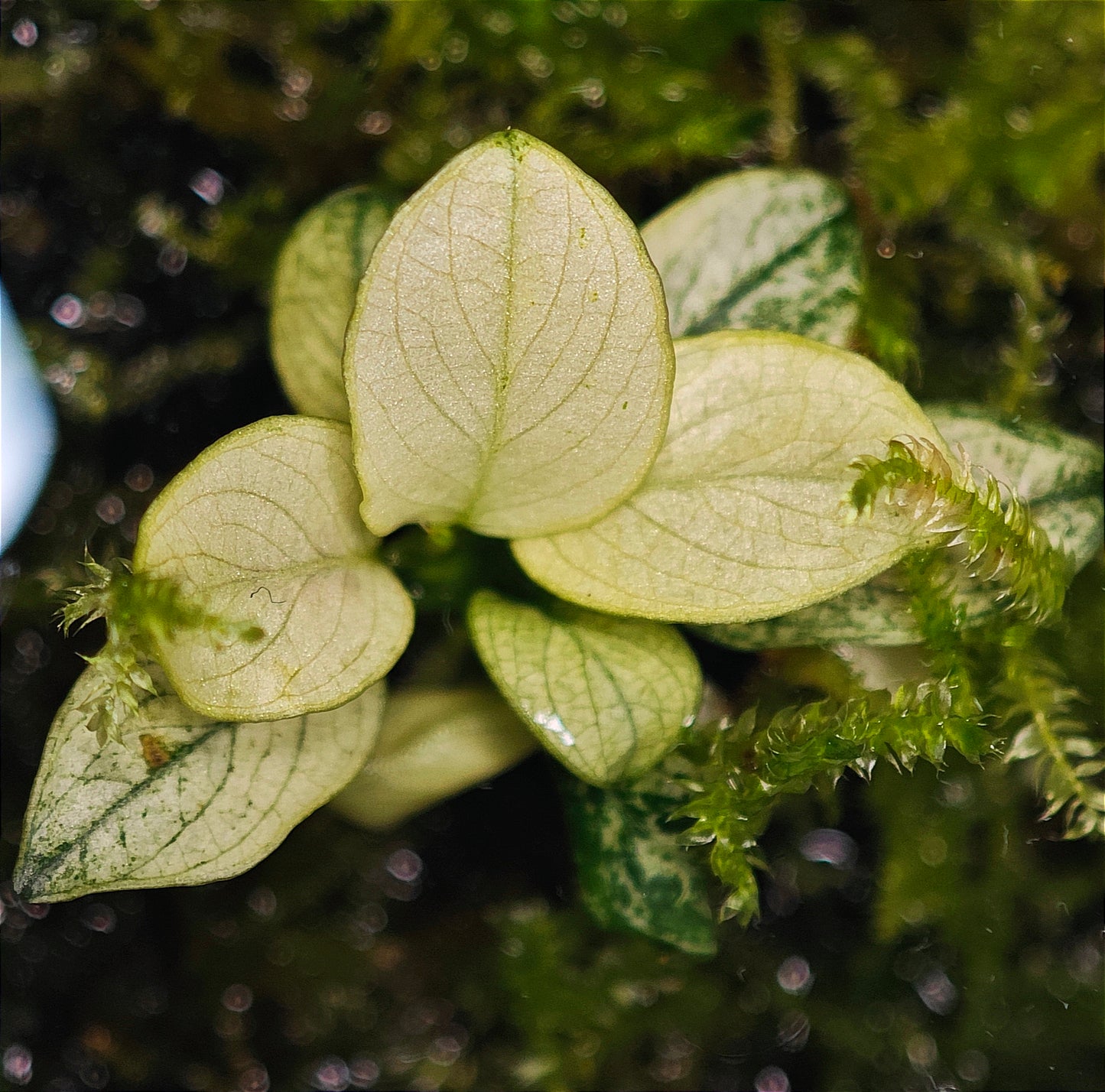 Anubias Nana "Pinto"