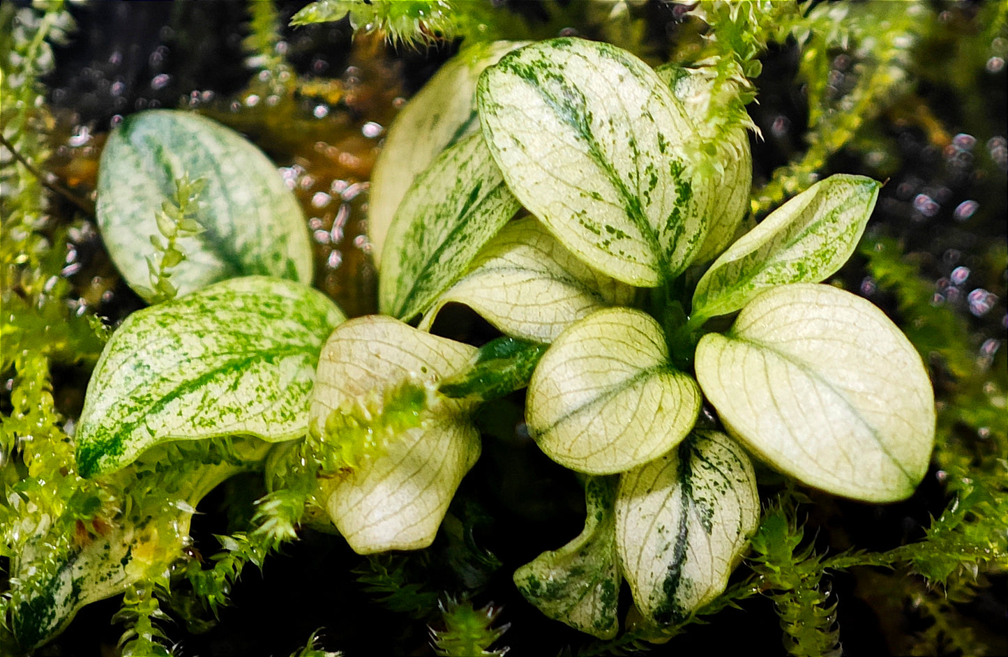 Anubias Nana "Pinto"