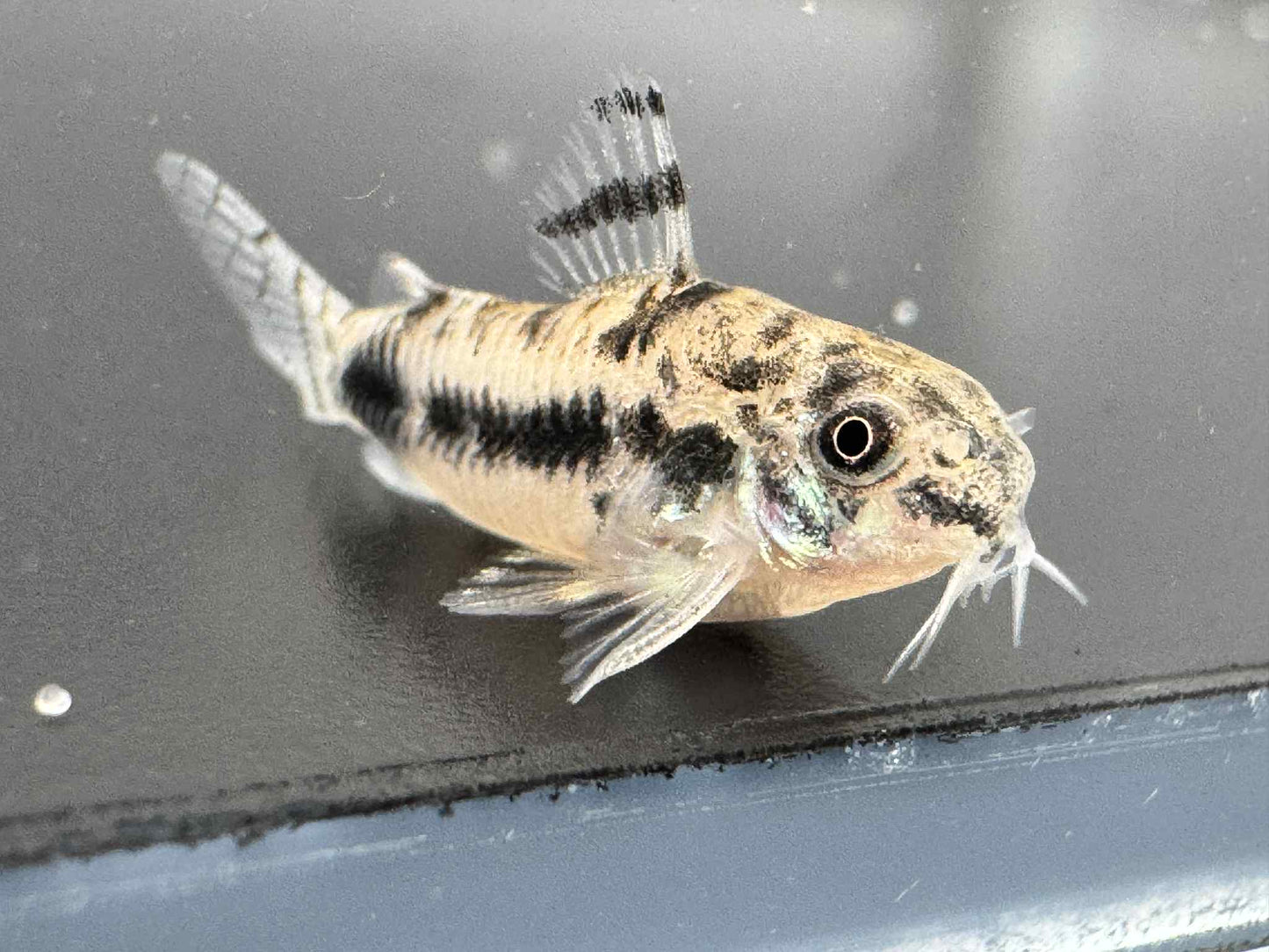 Dwarf Corydoras Habrosus