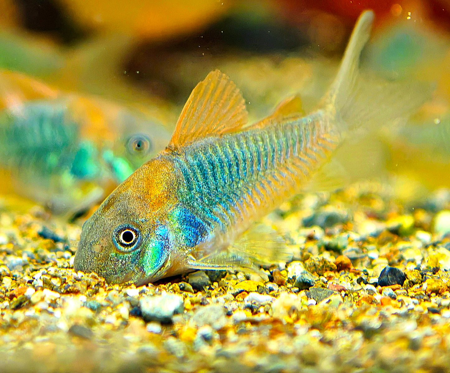 Green Cory Brochis Aeneus