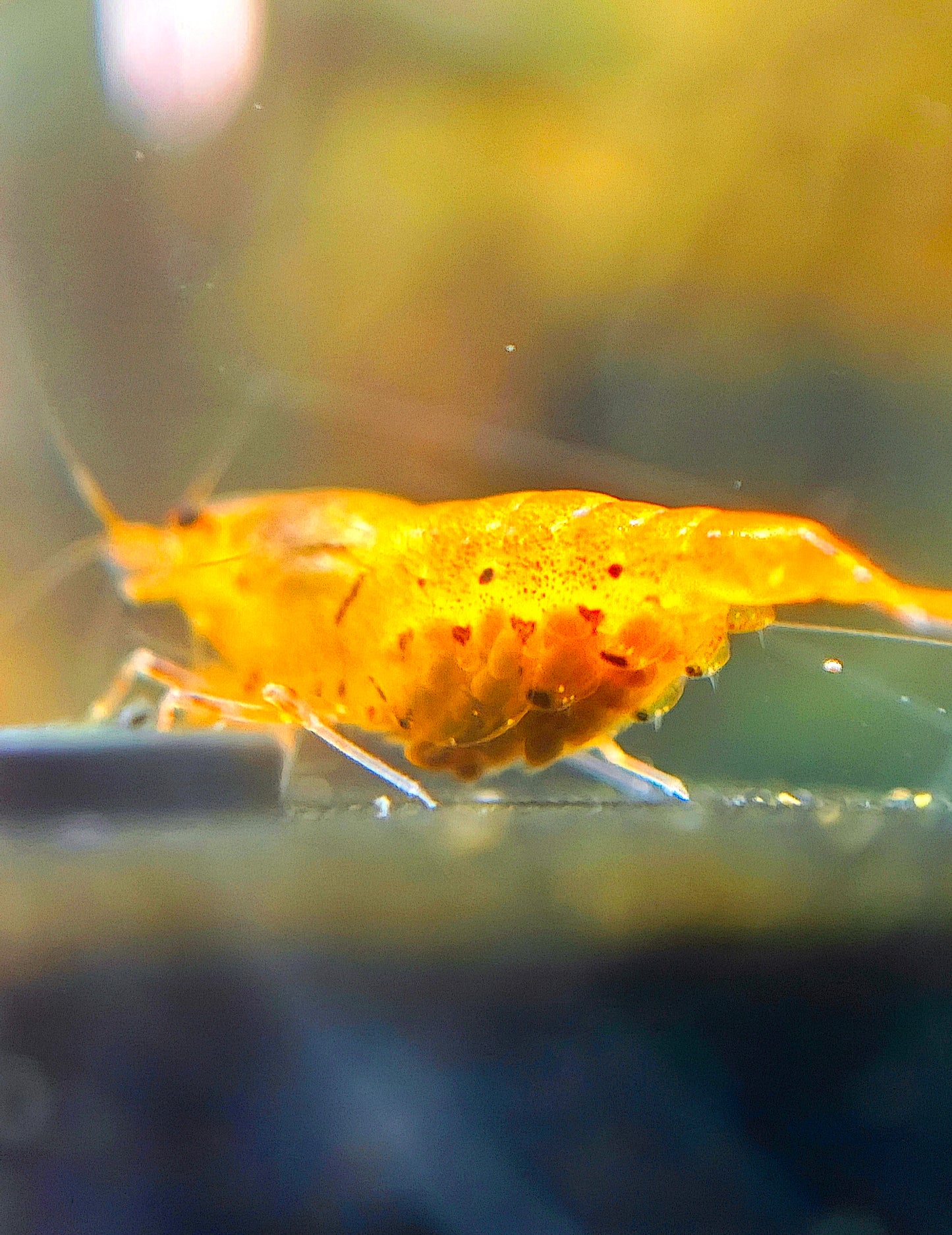 Tangerine Tiger Caridina Serrata Pack of 5