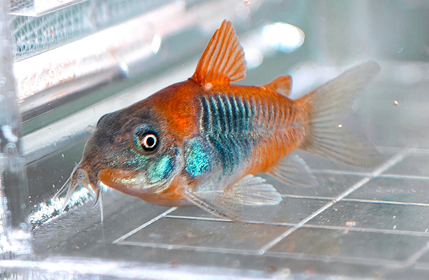 Orange Venezuelan Corydoras
