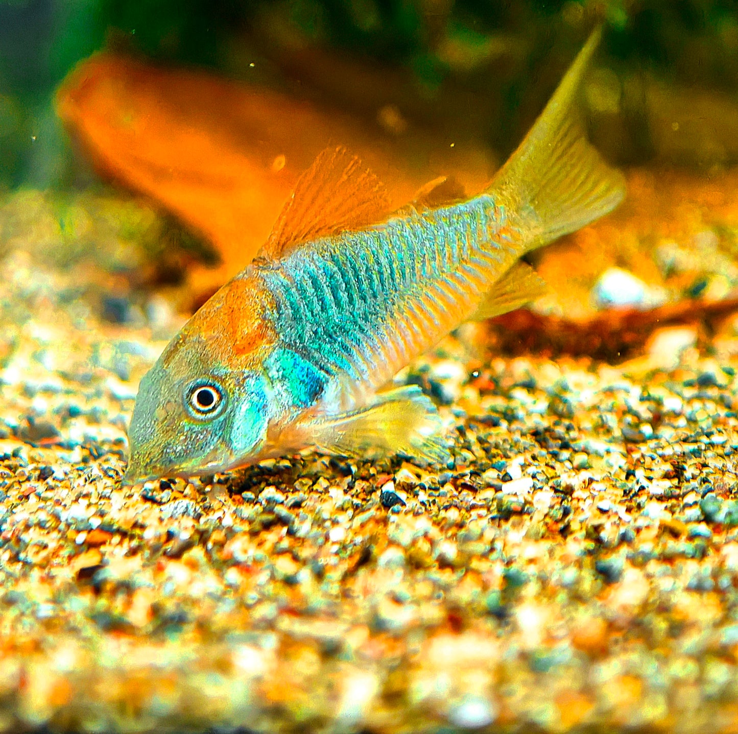 Green Cory Brochis Aeneus