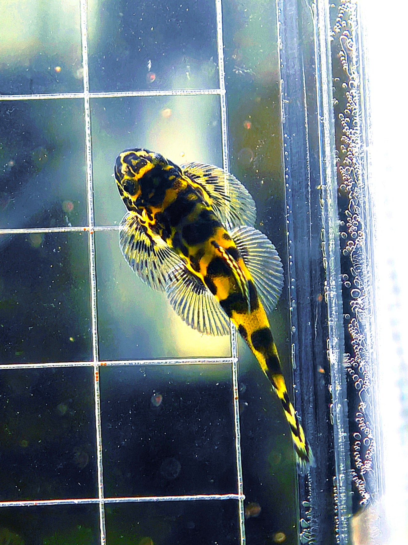 Gold Ring Hillstream Loach Sewellia Albisuera