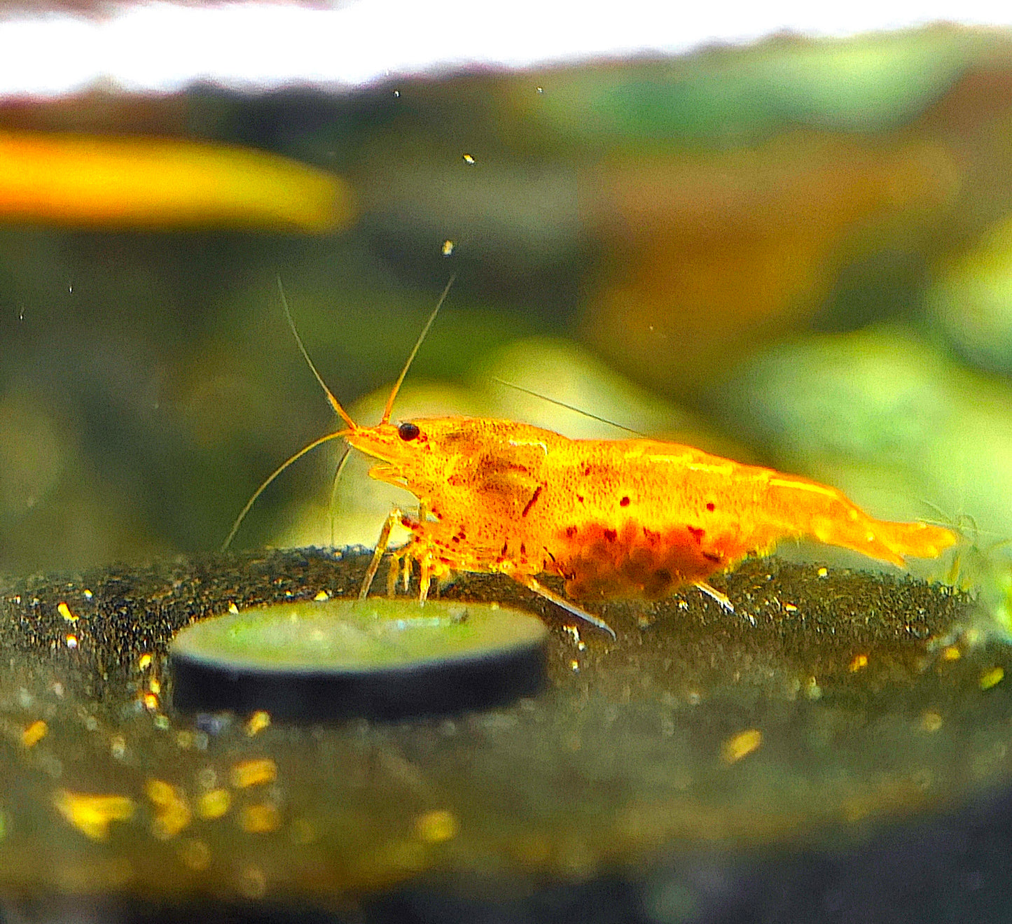 Tangerine Tiger Caridina Serrata Pack of 5