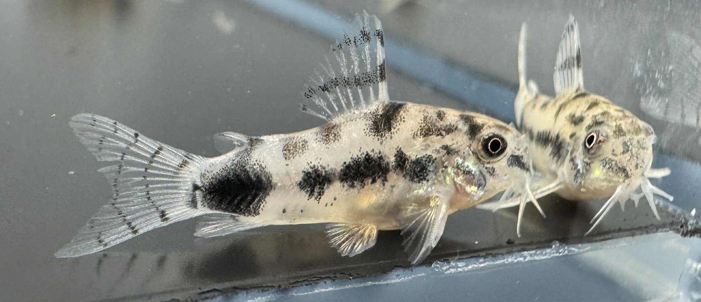 Dwarf Corydoras Habrosus