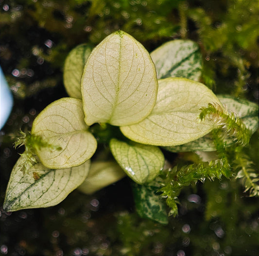 Anubias Nana "Pinto"