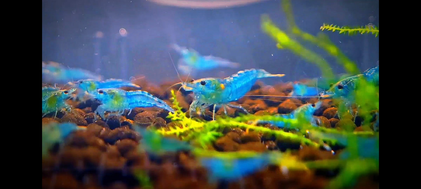 Blue Jelly Neocaridina 10+1 Pack
