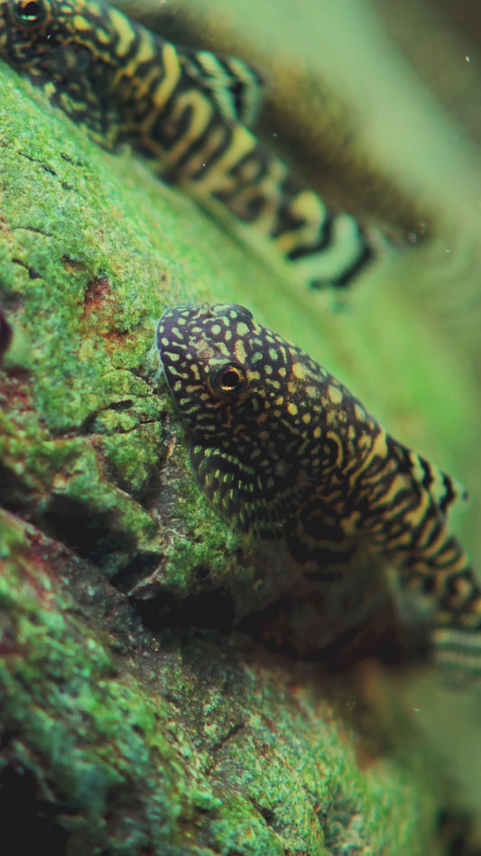Gold Ring Hillstream Loach Sewellia Albisuera
