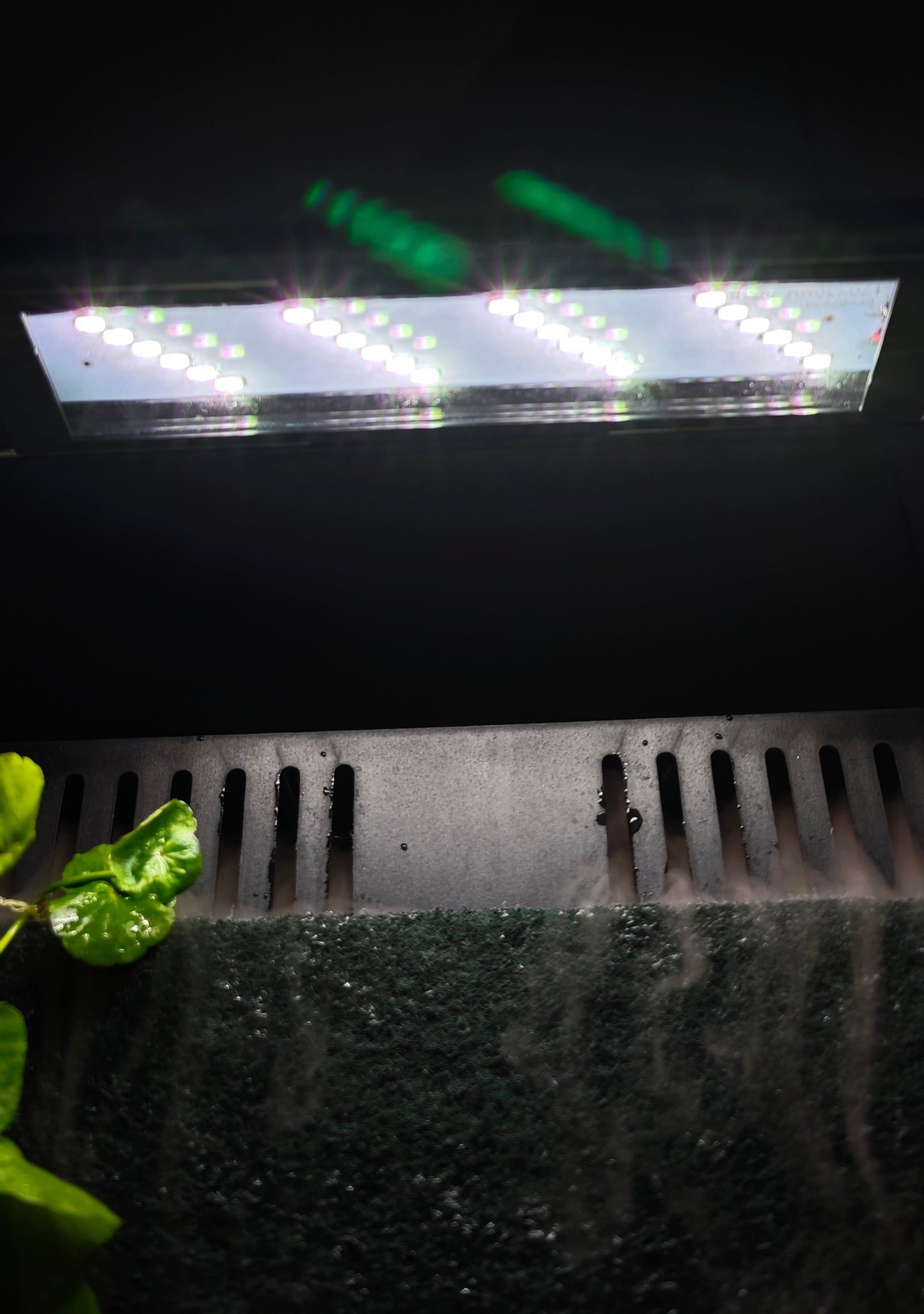 Waterfall Paludarium Kit