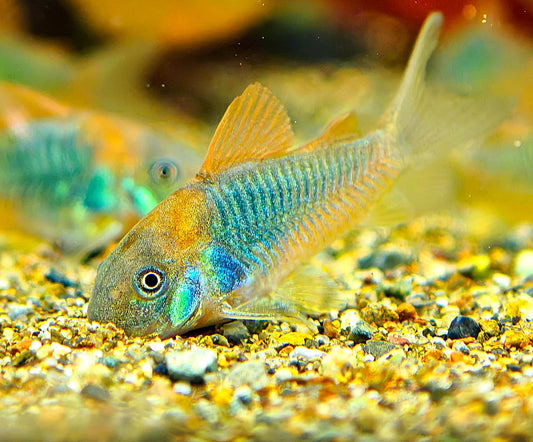 Green Cory Brochis Aeneus