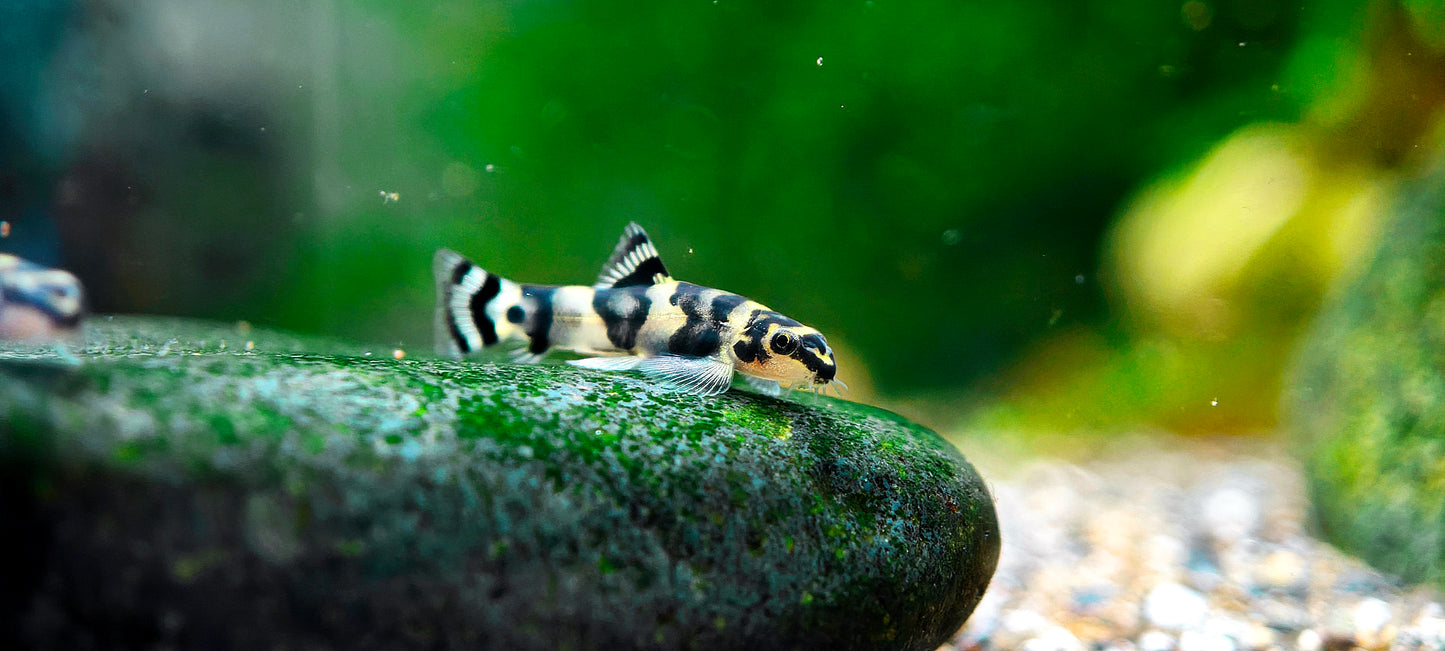 Gold Ring Hillstream Loach Sewellia Albisuera