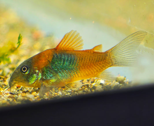Orange Venezuelan Corydoras