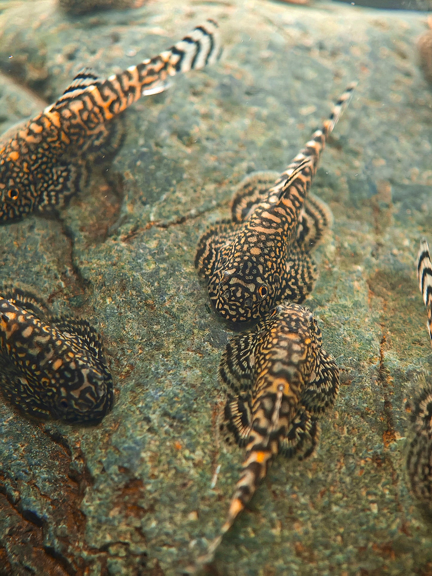 Gold Ring Hillstream Loach Sewellia Albisuera