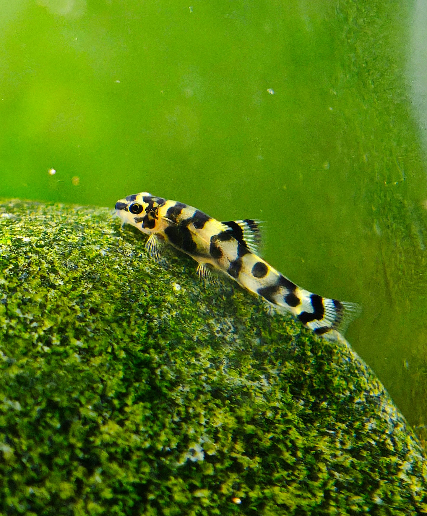 Gold Ring Hillstream Loach Sewellia Albisuera