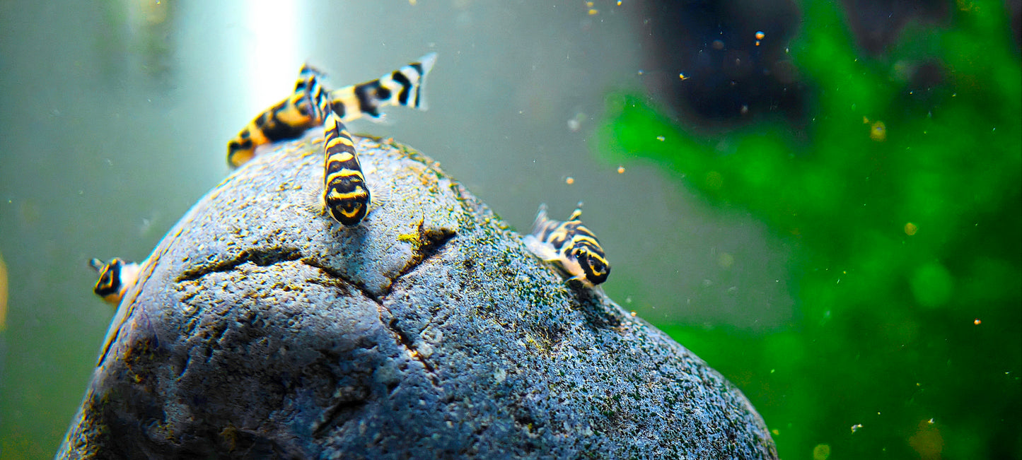 Gold Ring Hillstream Loach Sewellia Albisuera