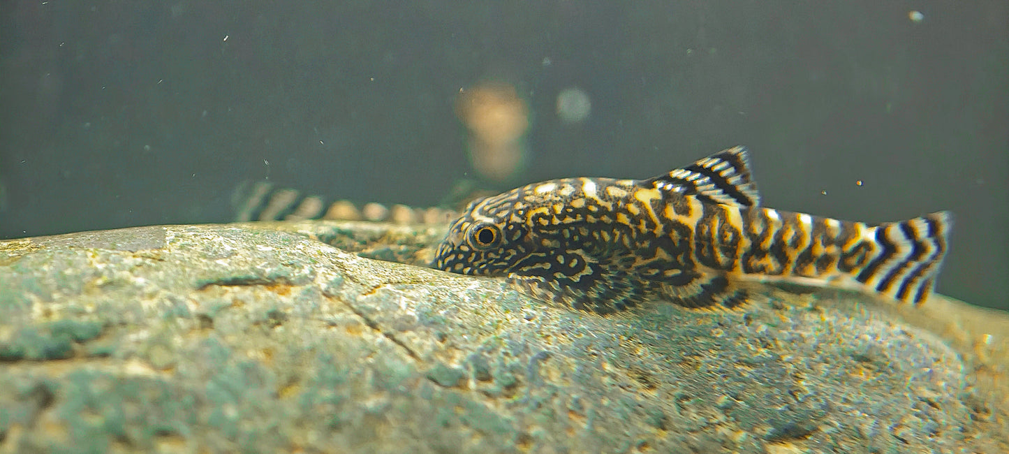 Gold Ring Hillstream Loach Sewellia Albisuera