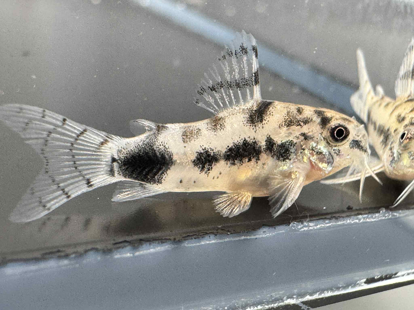 Dwarf Corydoras Habrosus
