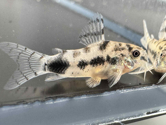 Dwarf Corydoras Habrosus